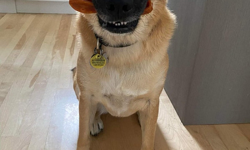 Appartement Chien Ac...