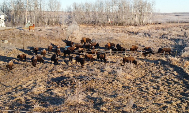 Turnkey Bison Operat...