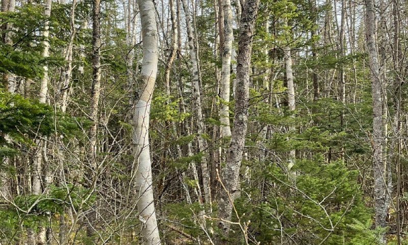 5.4 Acre Lot Loch Lo...