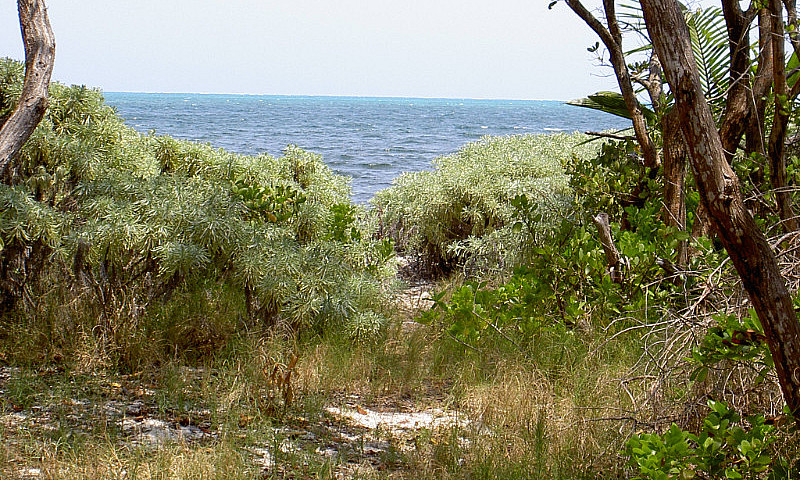 Own An Ocean Front L...