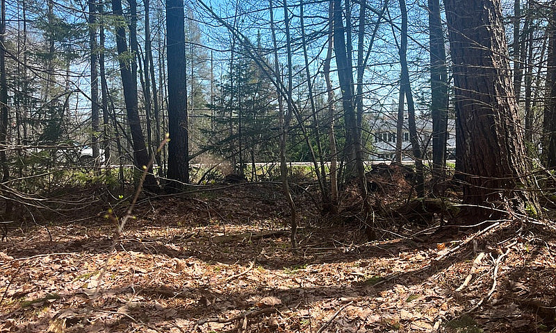 Lush Rural 13 Acre B...