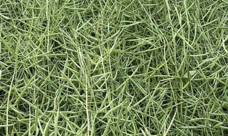 Prime Farm Land In P...