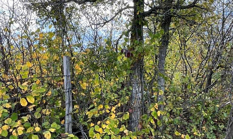 70 Acres For Sale In...