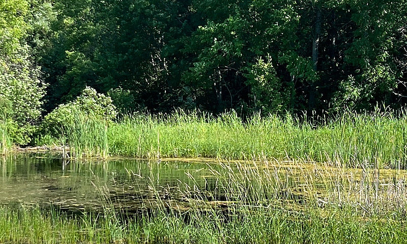 Grand Pines Lot For ...