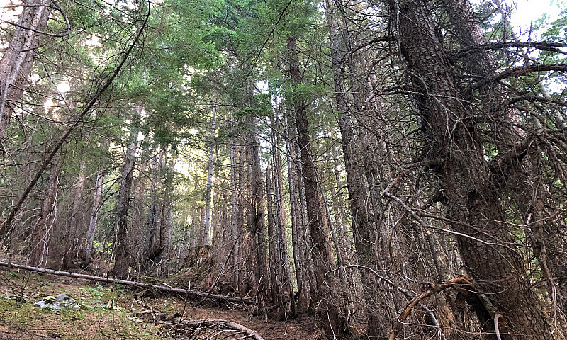 350 Acres Timberland...