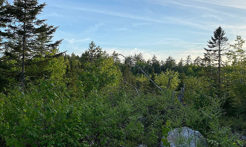 Inland Treed Lots Bl...