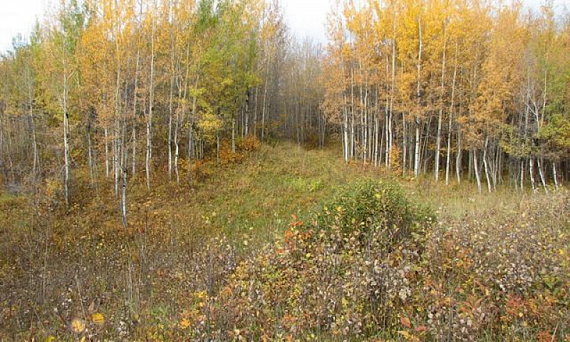 20 Acres For Sale - ...