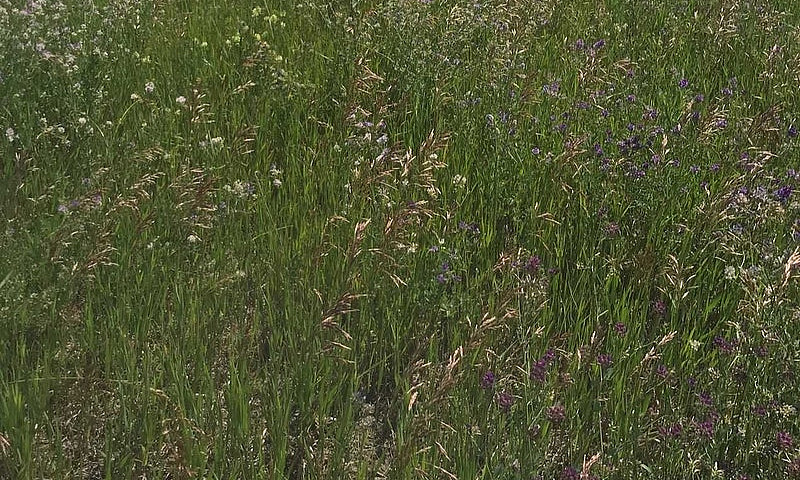 40 Acres Hay Land Pr...
