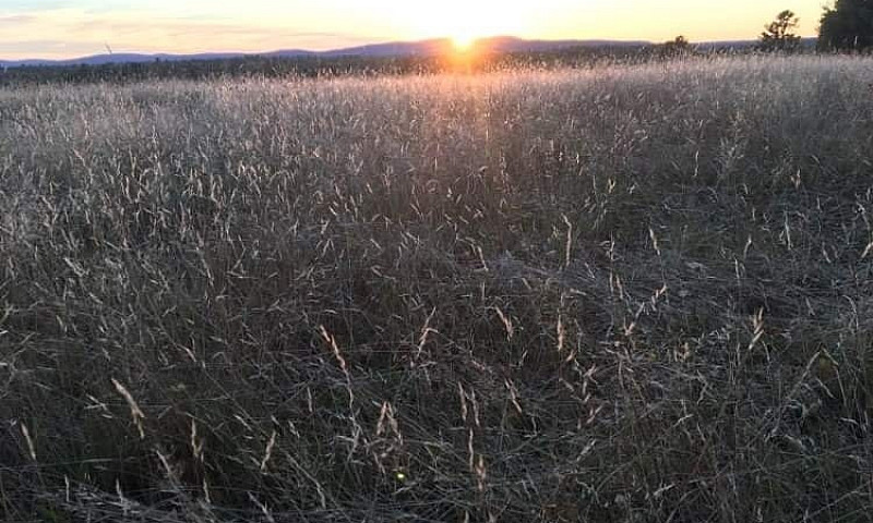 90 + Acres In Hoyt N...