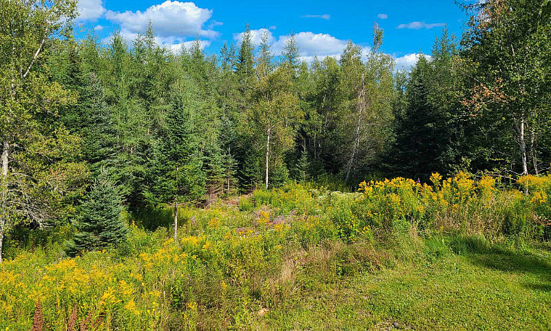 Land For Sale With P...