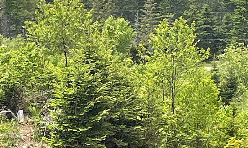 10 Acres Overlooking...