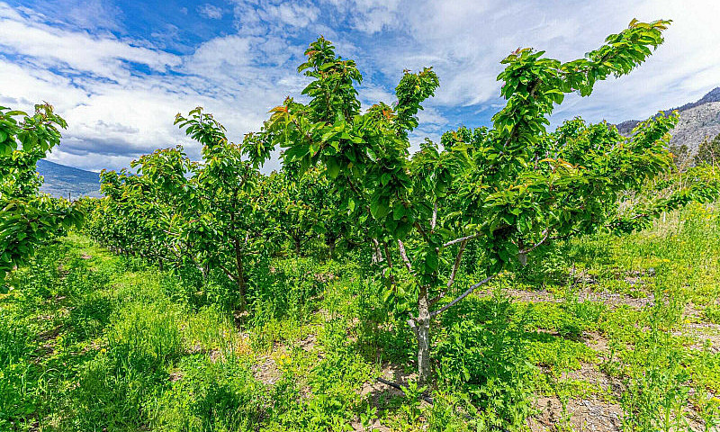 7479 45 St, Osoyoos,...