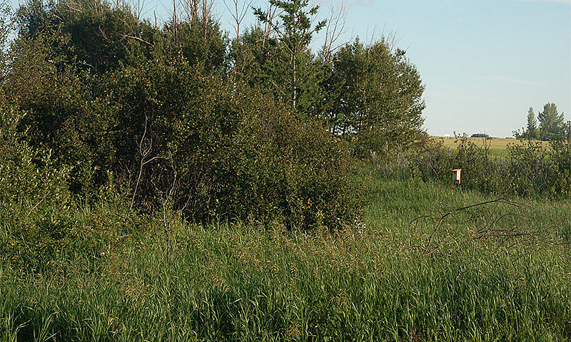 Bluebird Way Country...