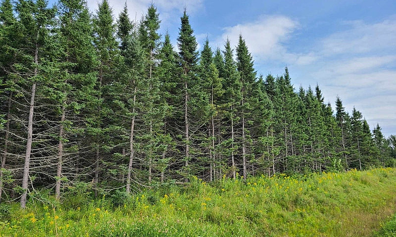 Terre À Bois À Paspé...