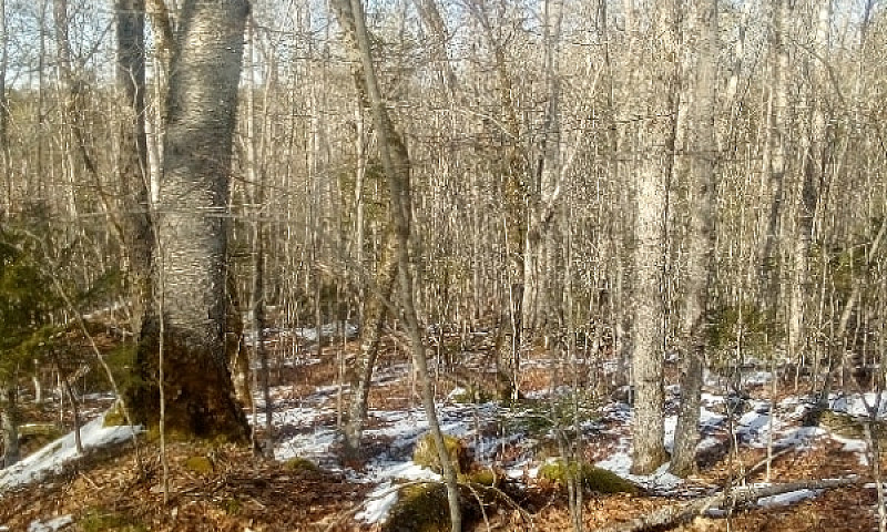 Selling 66 Acres Of ...