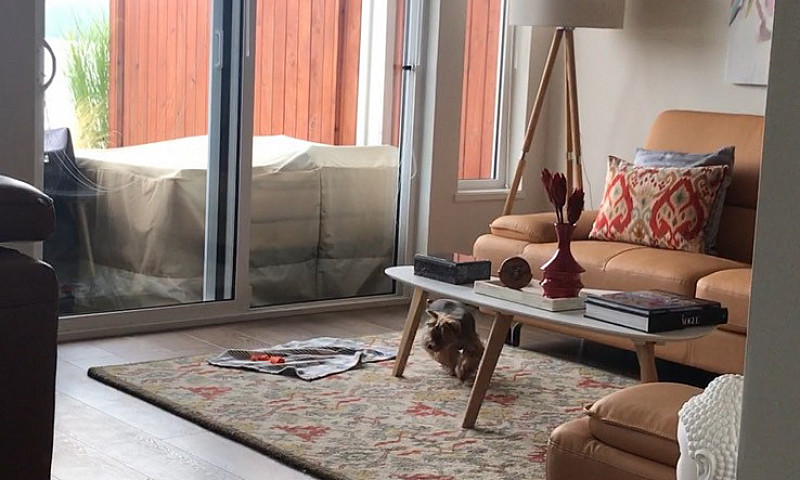 Furnished Beautiful ...