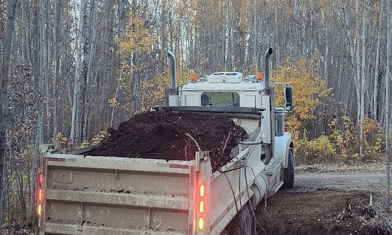Slave Lake Spruce Po...
