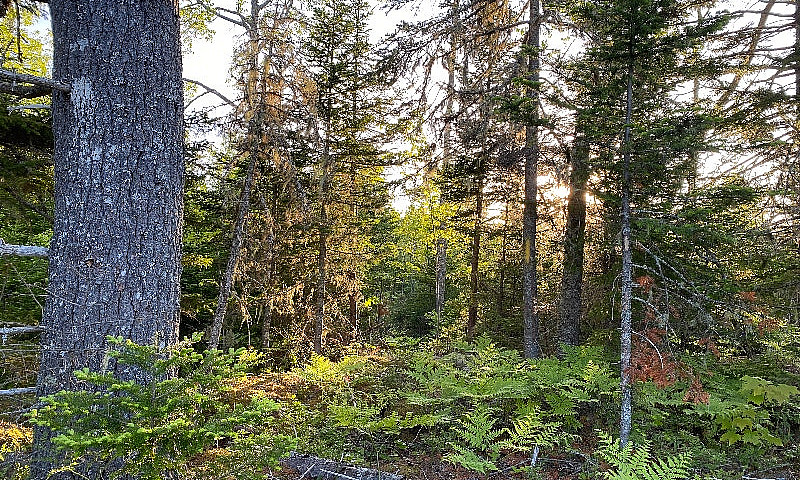 Inland Treed Lots Bl...