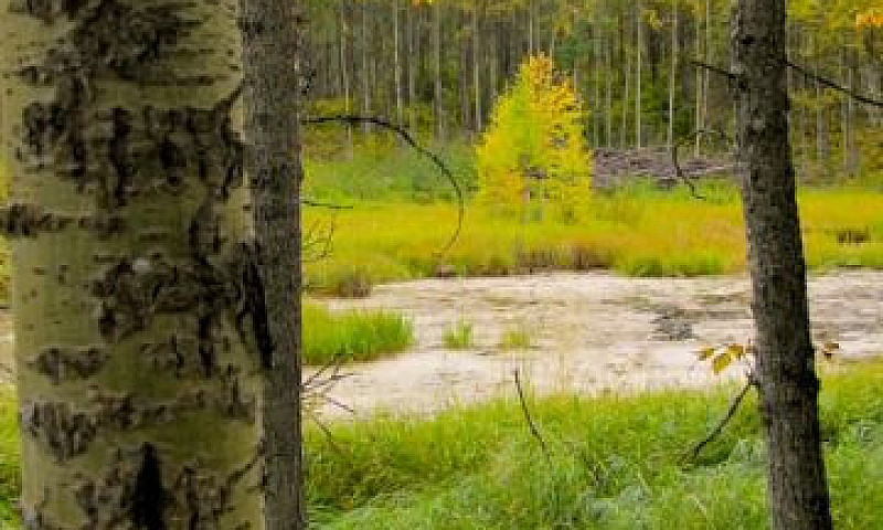 20 Acres For Sale - ...