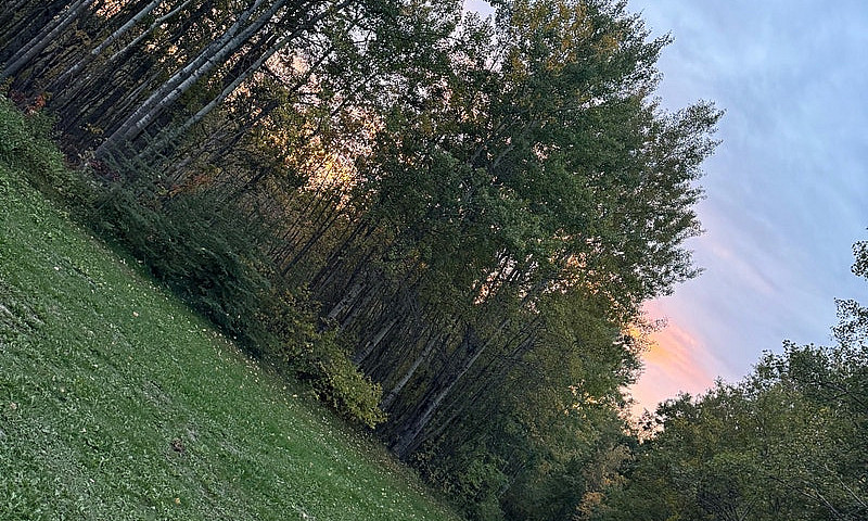 39.5 Acres In Camros...