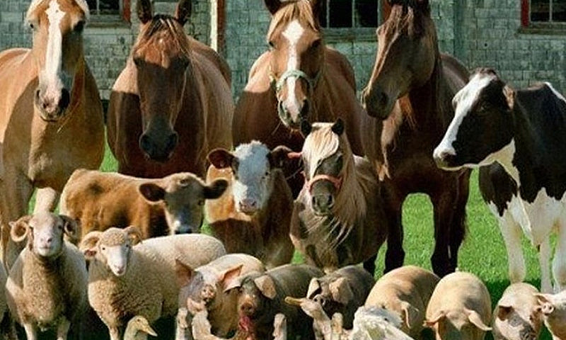 Mini Farm For Lease...