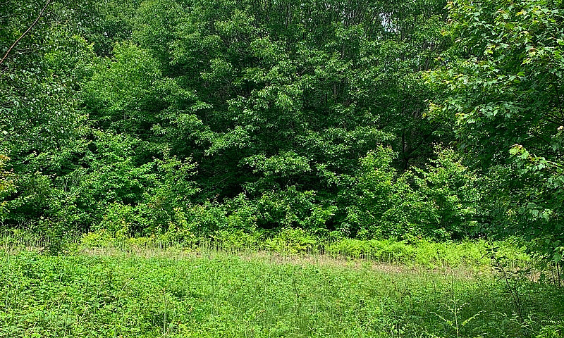 44 Acres On St Josep...