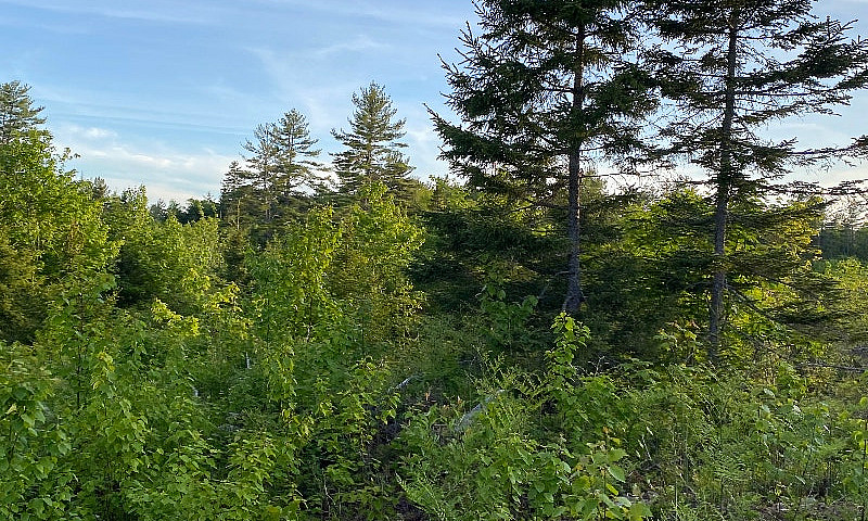 Inland Treed Lots Bl...