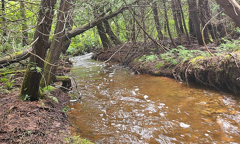 Terre À Bois À Paspé...