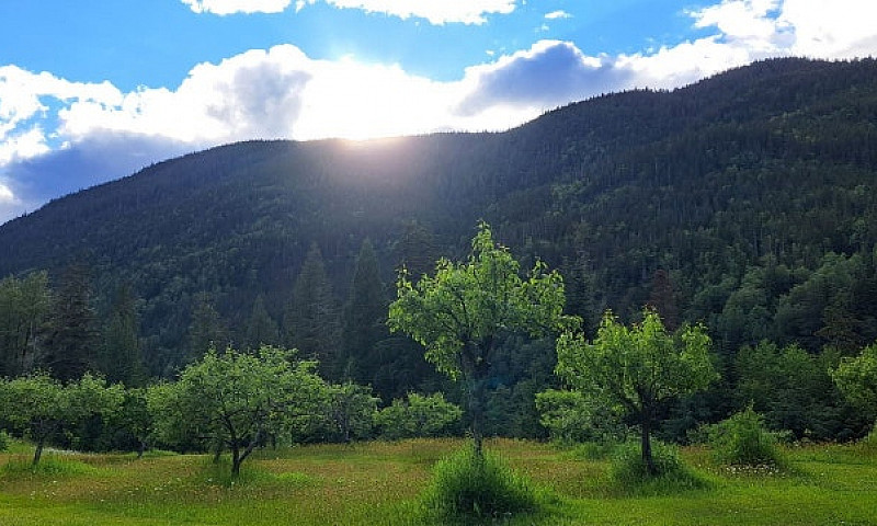 Home On Acreage And ...