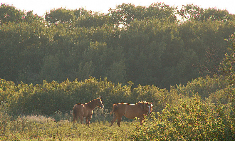 Bluebird Way Country...