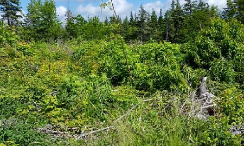 Lot Of Cleared And V...