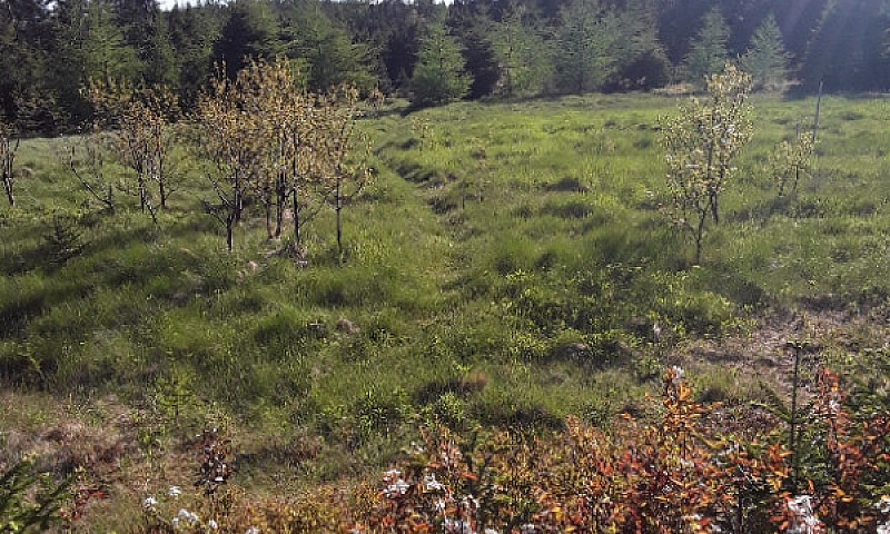 2 Acres Off Red Rock...