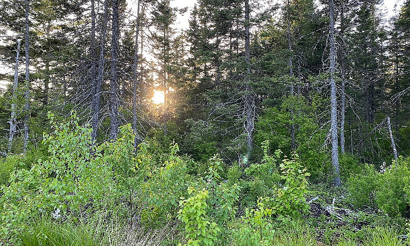 Inland Treed Lots Bl...