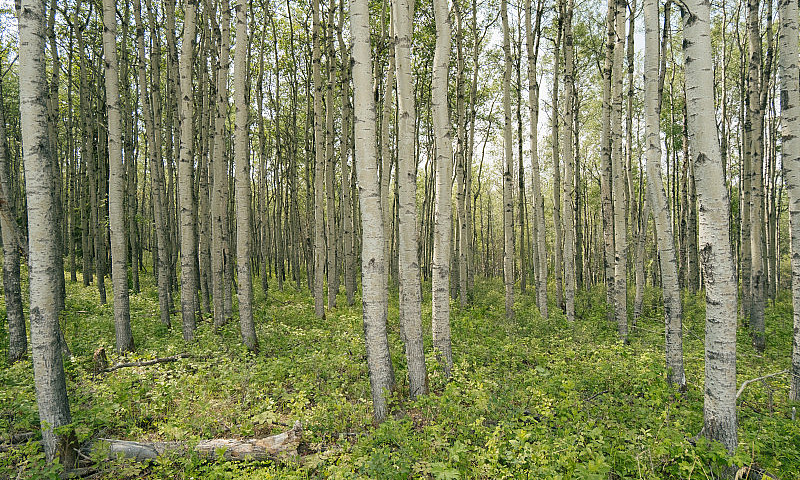 Peaceful Acreage Lot...
