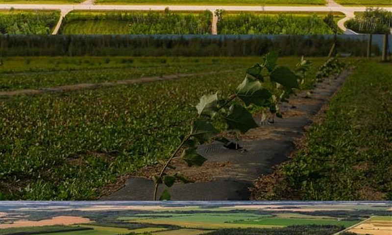 Lot 1/Se-11-79-13-W6...