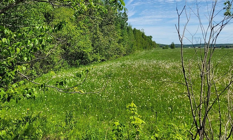 $175,000 - Wood Lot ...