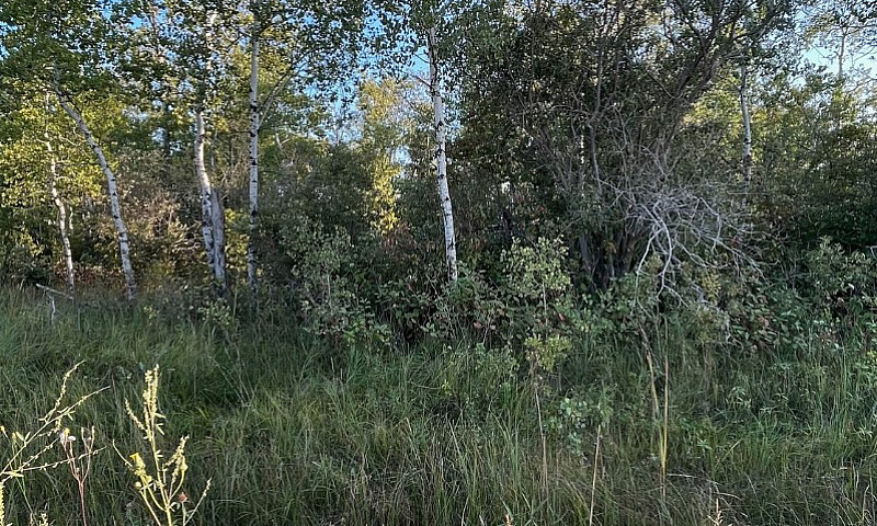 2 Acre Lot In La Bro...
