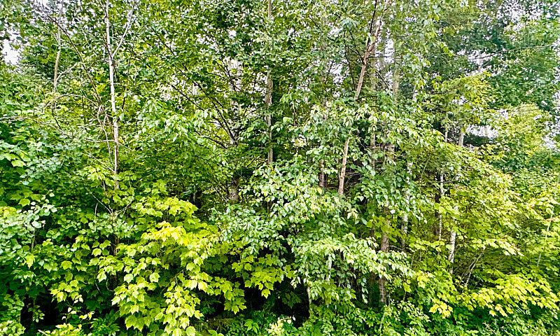 Waterfront Lot In Ma...