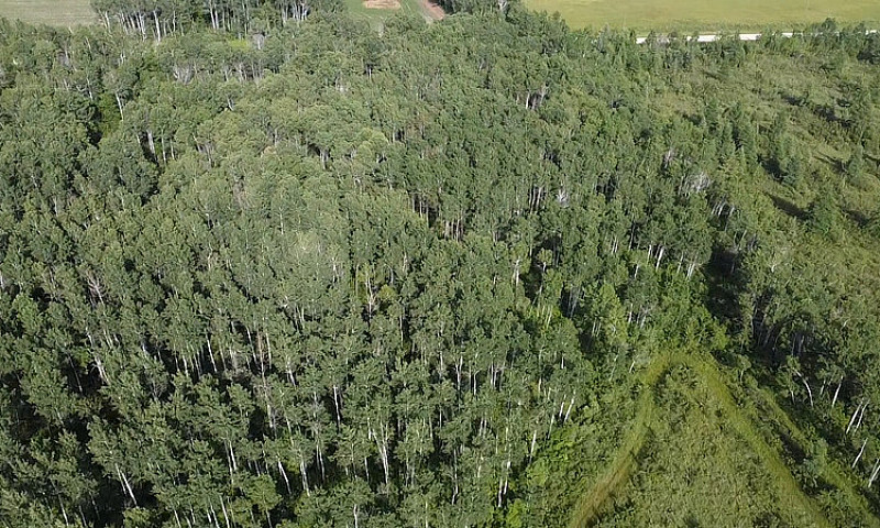 7.51 Acre Property I...