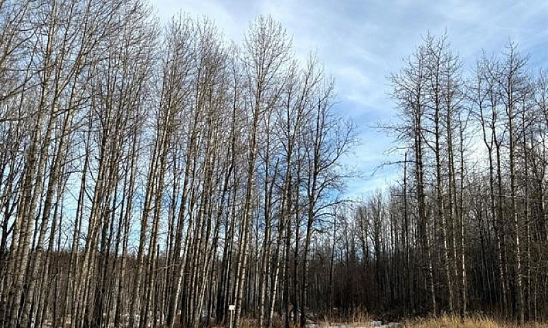 10 Acre Acreage Oasi...