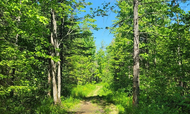 $175,000 - Wood Lot ...