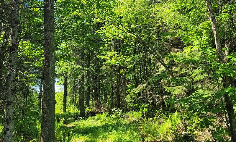 $175,000 - Wood Lot ...