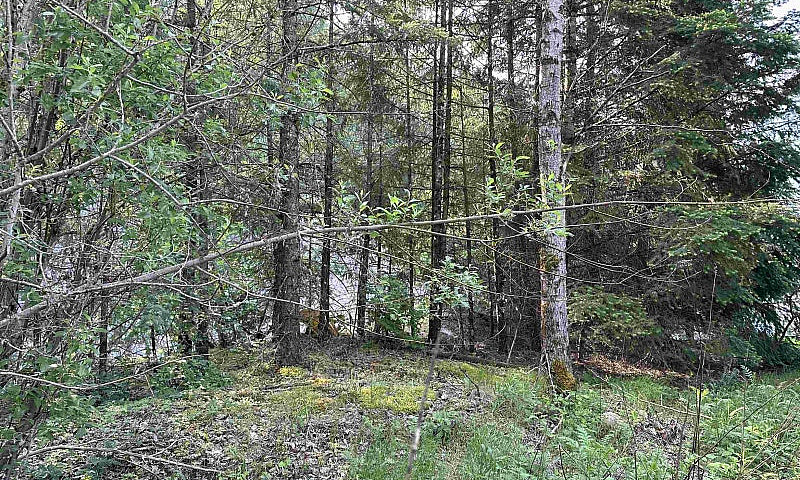 21647 Thacker Mtn Ro...