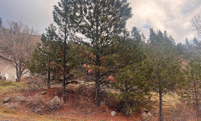Building Lot In Beau...
