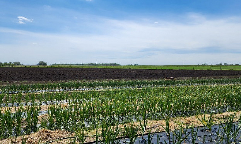 Hobby Farm / Investm...