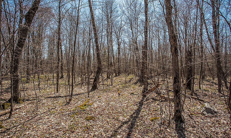 Lot 2 Red Maple Driv...