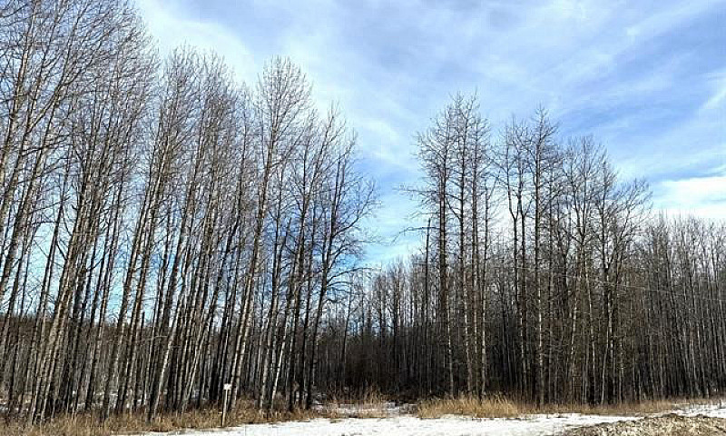10 Acre Acreage Oasi...