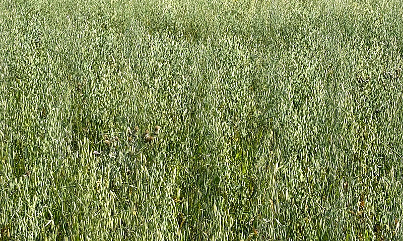 Land For Sale Close ...