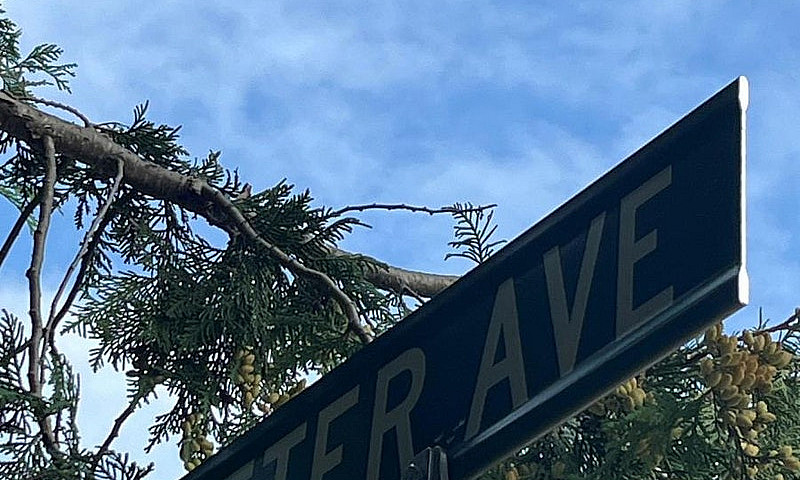 21 Peter Avenue Tiny...