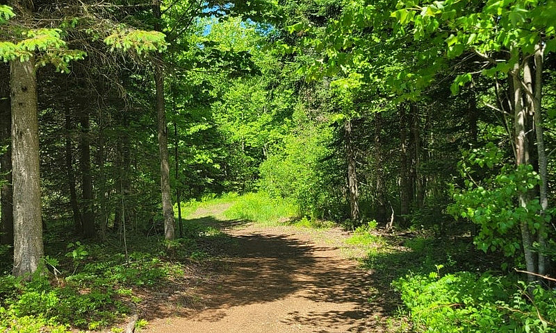$175,000 - Wood Lot ...